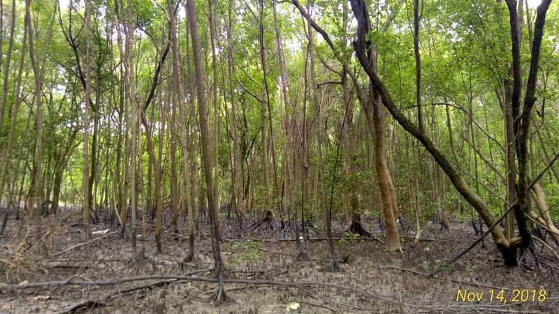 Selangor Maritine Gateway - Mangrove Trees
