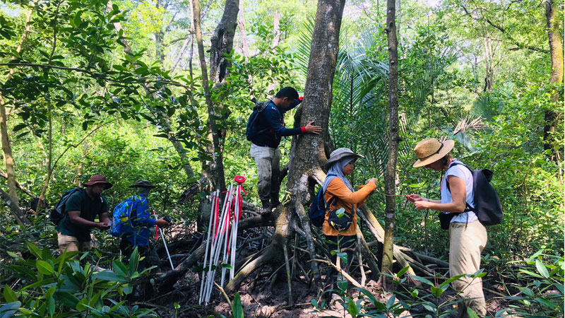 Mangrove Trees Inventory Works By Arborist