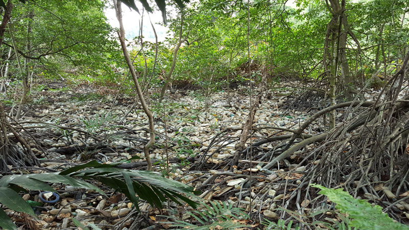 Selangor Maritine Gateway - Mangrove Trees