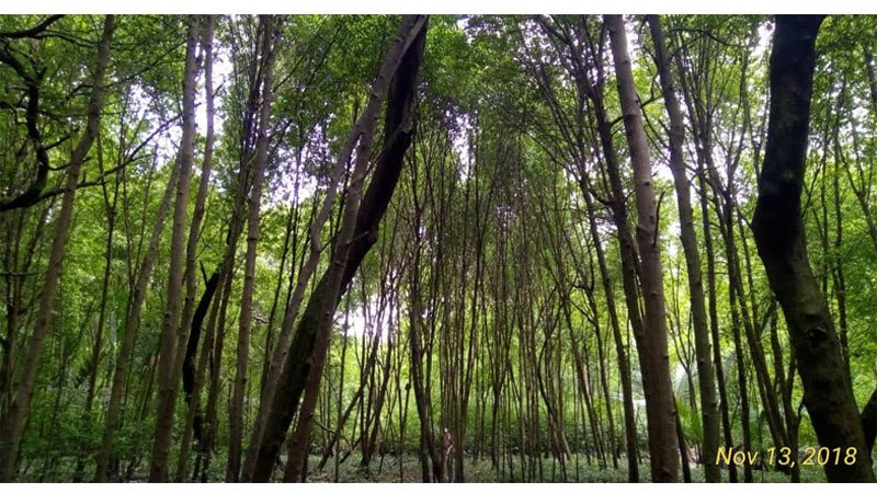 Selangor Maritime Gateway - Mangrove Trees