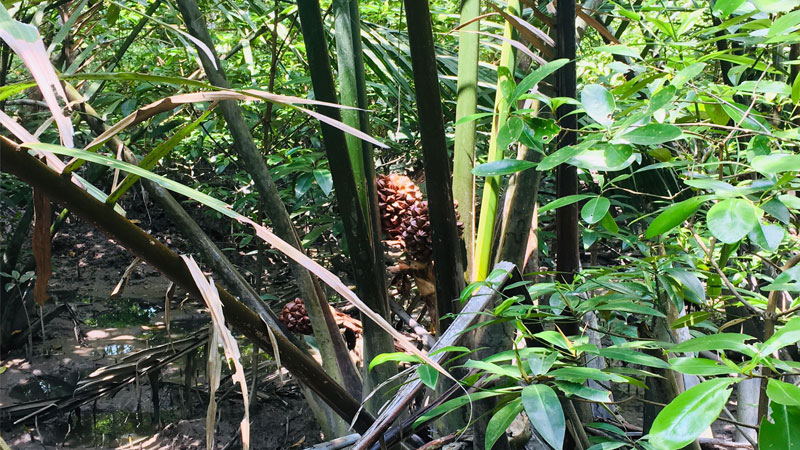 Pokok Nipah In Mangrove Forest