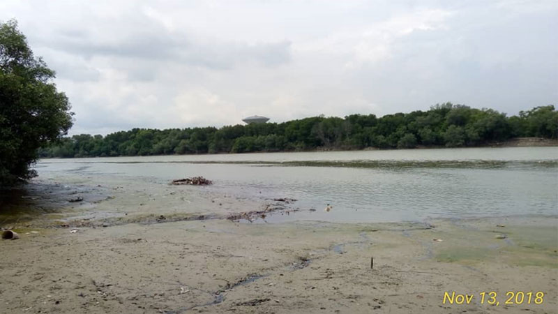 Mangrove Point At River Side During Low Tide