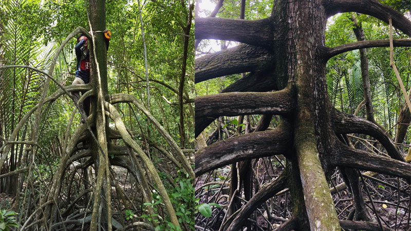 Mangrove Trees Trunk